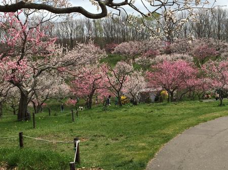 平岡公園の梅林です。