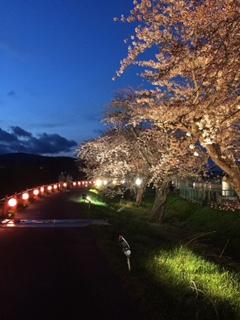【北斗市】桜の名所穴場