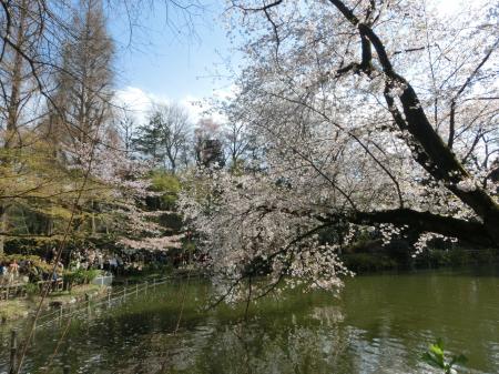 桜の名所